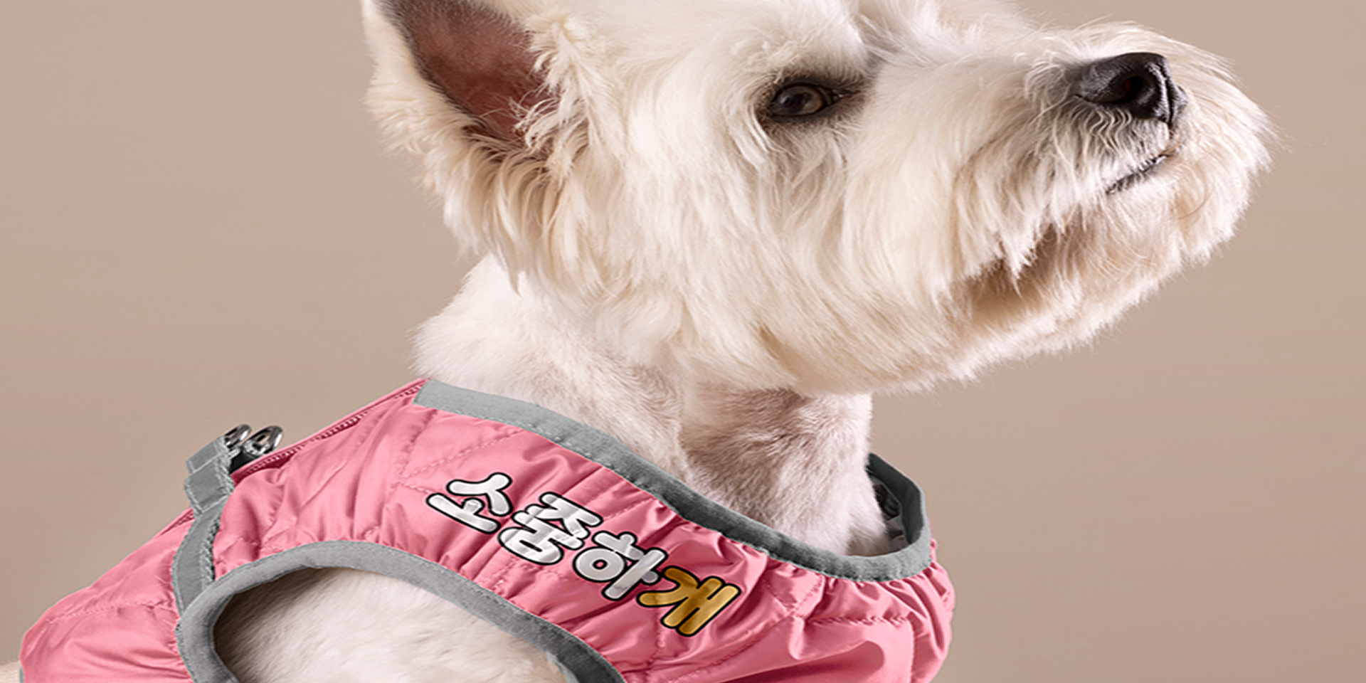 소중하개 이미지